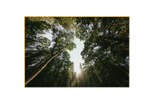 Nature's Spotlight Wall Art: Sunlight Through Woodland - Forest Landscape Print for Home Decor & Nature Lovers