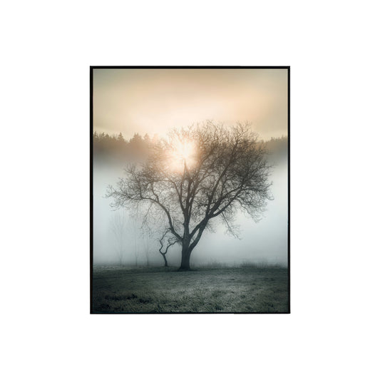 Sunlit Serenity: Tree Bathed in Golden Light