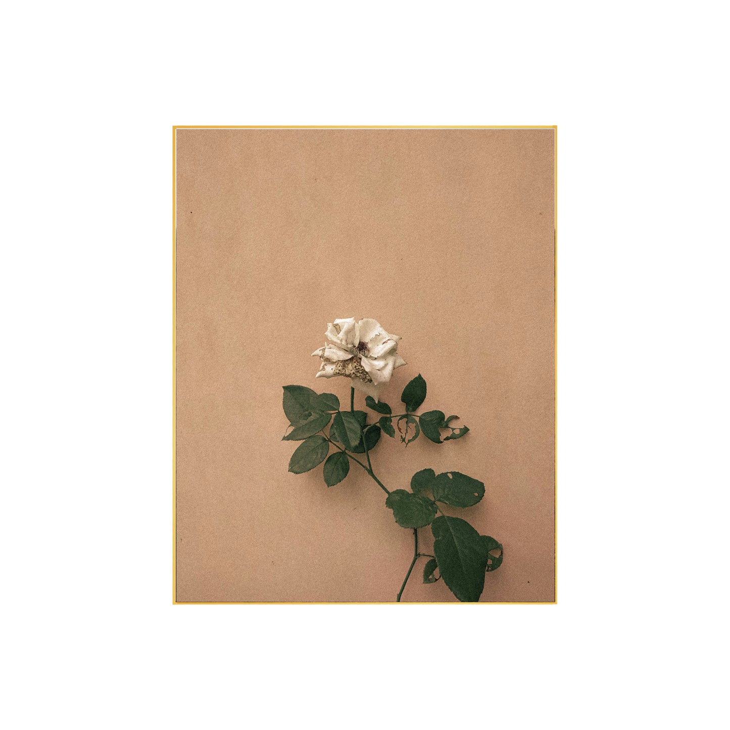 White Rose Grain Photo Print | Elegant Floral Wall Art | Timeless Botanical Decor | Unique Gift for Flower Enthusiasts