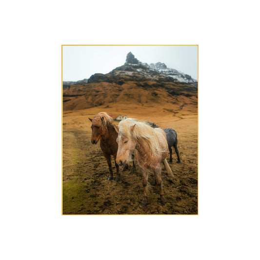 Iceland Horse Photo Print, Stunning Equestrian Art, Beautiful Landscape Decor, Unique Wall Art, Perfect Gift for Horse Lovers