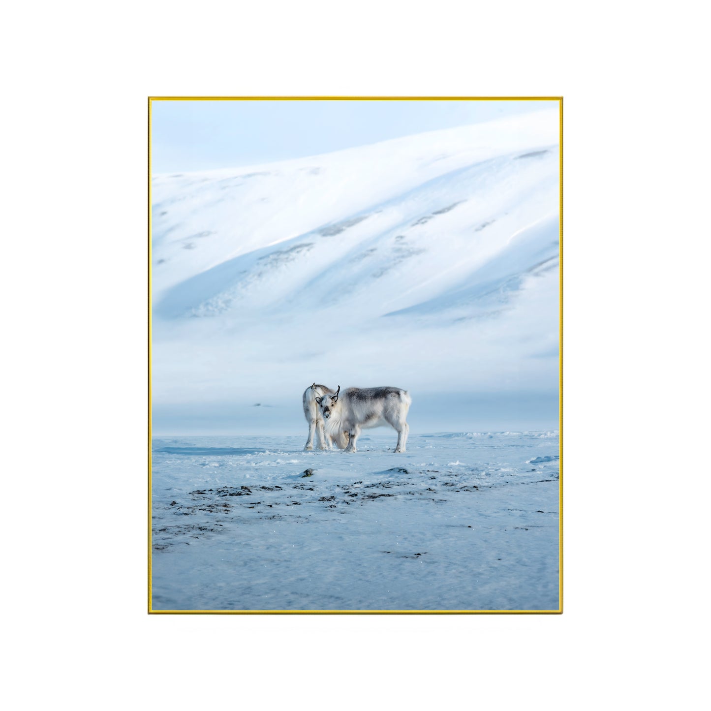 Svalbard Reindeer in Snow | Arctic Wildlife Canvas Print | Majestic Reindeer Wall Art | Nature Photography | Custom Sizes Available